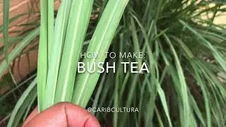 How to make Bush Tea (Lemongrass) | CaribCultura