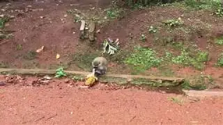 Monkey eating Jack fruit in Entebbe Botanical gardens