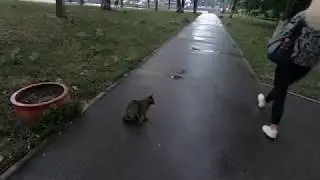 Кот после дождя гуляет по городу (мокренькая кисонька)