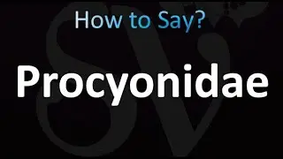 How to Pronounce Procyonidae (Correctly!)