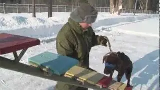 How Dogs Serve in the Army
