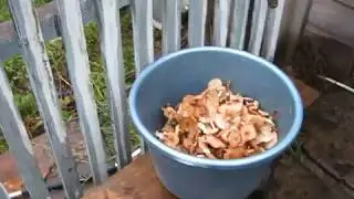 Опята растут за окном дома.