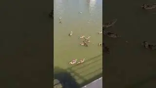 Приехали в райцентр покормить уток, своих-то нет. )))