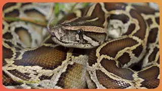 2 Hours of Battling the Burmese Pythons in the Everglades