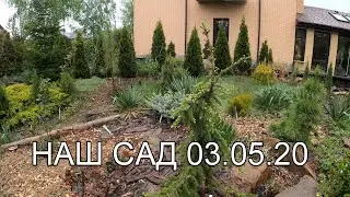 Декоративные хвойные в своем саду, создаем тропическую зону. Делаем автополив. Весна 3 мая 2020