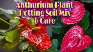 Anthurium Plant Potting Soil Mix & Care