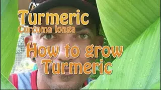 How to Grow Turmeric at Home