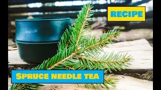 How to Make Spruce Needle Tea - Easy Outdoors Cooking