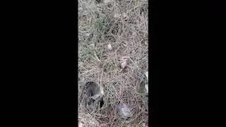 Minelab Relichawk Dedektör Arazi Müsteri Testi