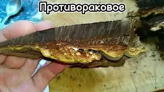 ТРУТОВИК ПЛОСКИЙ.Ganoderma applanatum.Описание,полезные свойства.