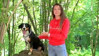Эндлебухер зенненхунд