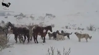livestock guardian dogs sheep guarding on snowy day