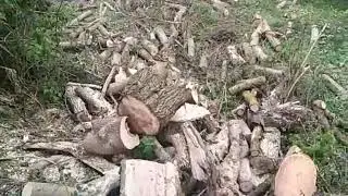 Порізка дерев в охоронній зоні ДІКЗ