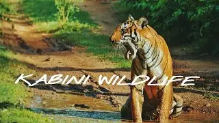 KABINI WILDLIFE | Kabini wildlife Safari | Kabini wildlife |