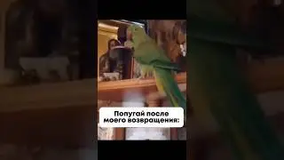ПОПУГАЙ🤣 