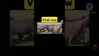 viral cow bangladesh #rap #hiphop #viralvideo #viralcow #youtubeshorts #trending #shortvideo