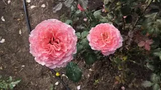 05.09.24 г.Новые жильцы сада. Осенняя подкормка роз первого года жизни.
