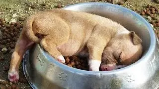Cute is Not Enough - Funny Cats and Dogs Compilation #282