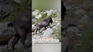 Калибр для охоты! 338 Lapua Magnum не остановил кавказского Козлотура.