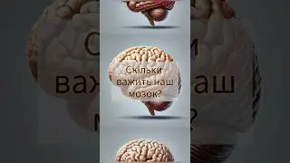Скільки важить наш мозок? #цікавіфакти