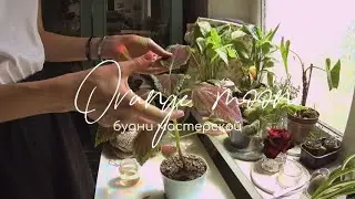 Будни мыловара 🪄Немного о выгорании, растениях и обычных делах