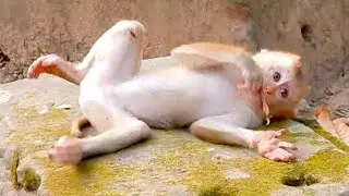 awesome monkey help and care little ones