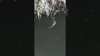 Голям воден плъх хрупа тръстика.