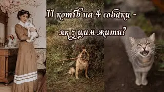 У мене 11 котів та 4 собаки