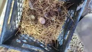 Morning Egg Inspection - Most Hens Refuse the Nest