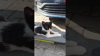 Yavru kedi