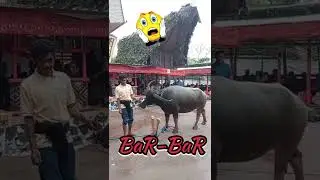 sembelih kerbau ritus rambu solo No sensor