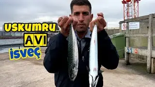 Sezonun İlk Uskumruları Limana Geldi!!