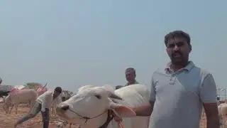 anantpur farmers selling khillar calf for 1.1 lakh in aigali cattle fair Karnataka