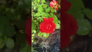 Утро в саду