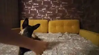 Кто кого дрессирует??!