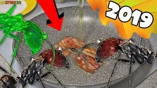 Ant Farmer 2019 Announcement of a new series about ants