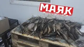 Антисанитария, просрочка в гипермаркете 