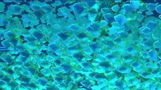 beauty full view 🦈🐬🐋🐳🐟🐠