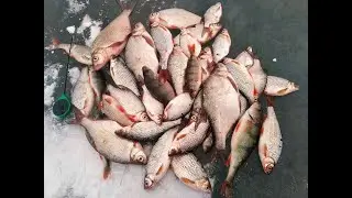 Зачем ласкирь 🐬 если ловится крупная плотва 🐟