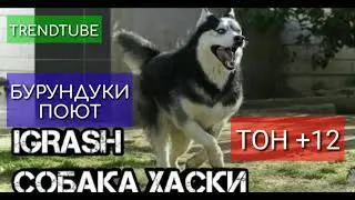 Бурундуки поют IGRASH – Собака Хаски (ТОН +12)