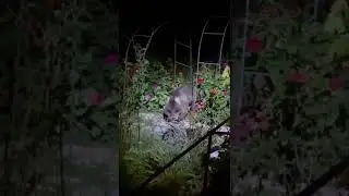 Медведь в огороде: В Сочи лесной хищник днем и ночью бродит у жилых домов на улице Володарского