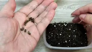 ПСИХАНУЛА И ПОСЕЯЛА СВОИ СЕМЕНА