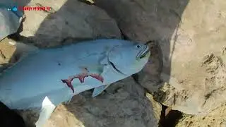 Soft Plastic Bait Fishing in Saudi Arabia Has been Effective II 🎣🐟 II Randy Fishing TV