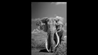 Craig the Elephant