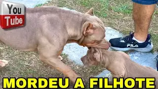 🎨 MALCOM APANHOU PORQUE MORDEU A FILHOTINHA!