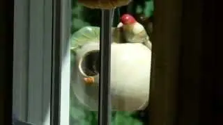 Wren