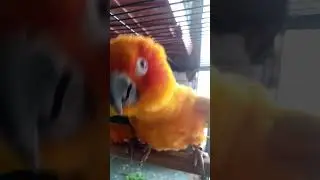 Sun Conure beautiful birds in aggressive mode  #lovebirds # #parrot  #birds #birdslover