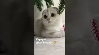 Милашка ☺️ 