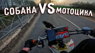 СОБАКА против МОТОЦИКЛА | первое видео этом сезоне)