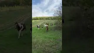 набрать скорость для лошади - секундное дело